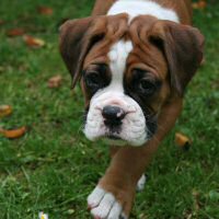Boxer puppies - Donut, 7 weeks.