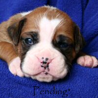 Donut, day nineteen.