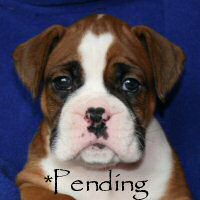 Boxer puppies - Donut, 5 weeks and 2 days.