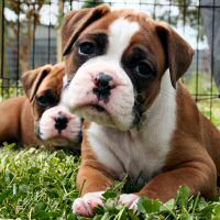 Boxer puppies - Ronin Enzo Ferrari (Enzo) and Donut.