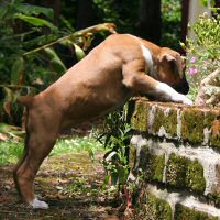 Boxer puppies - Ronin Too Faust Too Furious, 7 weeks.
