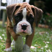 Boxer puppies - Fonzie Fonzarelli (Fonzie), 7 weeks.