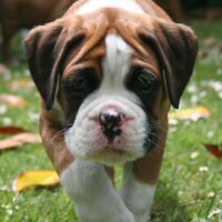 Boxer puppies - Ronin Too Faust Too Furious, 7 weeks.