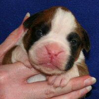 Ronin Too Faust Too Furious, day thirteen.