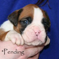 Ronin Too Faust Too Furious, day nineteen.