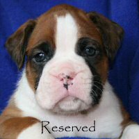 Boxer puppies - Ronin Too Faust Too Furious, 4 weeks and 3 days.