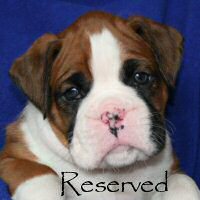 Boxer puppies - Ronin Too Faust Too Furious, 5 weeks and 2 days.