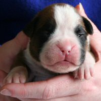 Ronin Too Faust Too Furious, day nine.