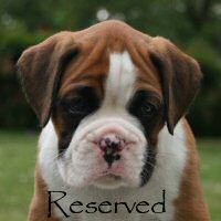 Boxer puppies - Ronin Too Faust Too Furious, 6 weeks.