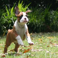 Boxer puppies - Ronin Too Faust Too Furious, 7 weeks.