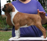 Boxer puppies - Ronin Too Faust Too Furious, 7 weeks.