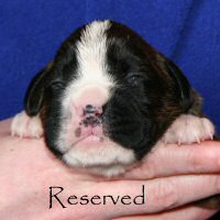 Boxer puppies - NZ & Aust Ch Ronin Sip of Scotch CGCB, day ten.