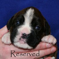 Boxer puppies - NZ & Aust Ch Ronin Sip of Scotch CGCB, day sixteen.