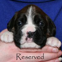 Boxer puppies - NZ & Aust Ch Ronin Sip of Scotch CGCB, day twenty one.