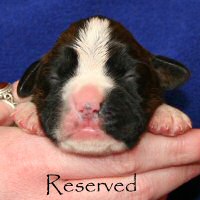 Boxer puppies - NZ & Aust Ch Ronin Sip of Scotch CGCB, day six.