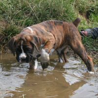 Boxer puppies - NZ & Aust Ch Ronin Sip of Scotch CGCB.