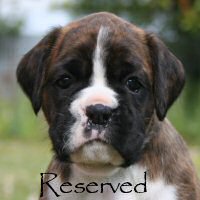 Boxer puppies - NZ & Aust Ch Ronin Sip of Scotch CGCB, 5 weeks.