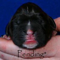 Boxer puppies - Ronin Wild Life, day one.