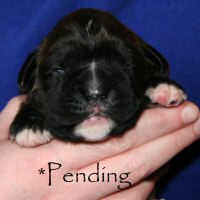 Boxer puppies - Ronin Wild Life, day ten.