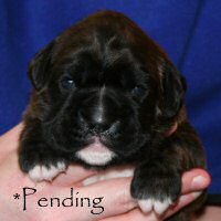 Boxer puppies - Ronin Wild Life, day sixteen.