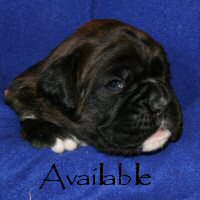 Boxer puppies - Ronin Wild Life, day twenty one.