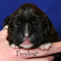 Boxer puppies - Ronin Wild Life, day six.