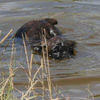 Boxer puppies - Ronin Wild Life, 8 weeks.