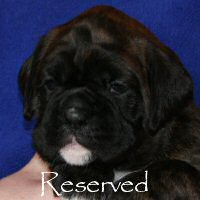 Boxer puppies - Ronin Wild Life, 4 weeks.