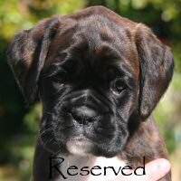 Boxer puppies - Ronin Wild Life, 6 weeks.