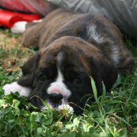 Boxer puppies - Dog one, 5 weeks.