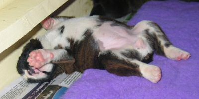 Boxer puppies - Flashy Bitch.