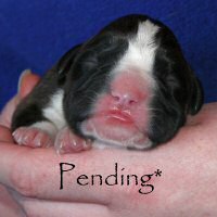 Boxer puppies - Dog one, day one.