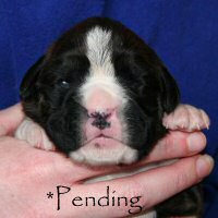 Boxer puppies - Dog one, day ten.