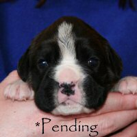 Boxer puppies - Dog one, day sixteen.