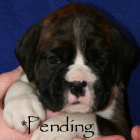 Boxer puppies - Dog one, 4 weeks.