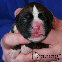 Boxer puppies - Dog two, day one.