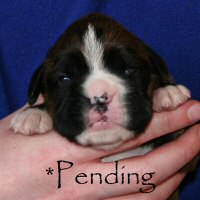 Boxer puppies - Dog two, day ten.