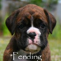 Boxer puppies - Dog two, 5 weeks.