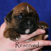 Boxer puppies - Ronin Ewok Adventure, day sixteen.