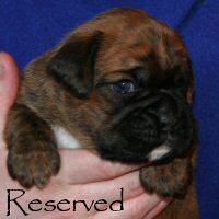 Boxer puppies - Ronin Ewok Adventure, day twenty one.