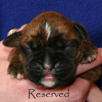 Boxer puppies - Ronin Ewok Adventure, day six.