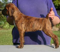 Boxer puppies - Ronin Ewok Adventure, 8 weeks.