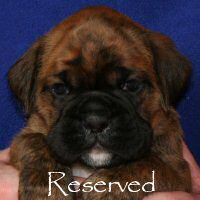 Boxer puppies - Ronin Ewok Adventure, 4 weeks.