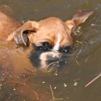 Boxer puppies - Gia got pushed in!!