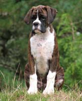 Boxer puppies - Ronin Pure Genius.