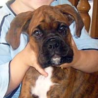 Boxer puppies - Ronin Ewok Adventure.