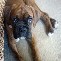 Boxer puppies - Ronin Ewok Adventure.