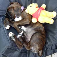 Boxer puppies - Ronin Wild Life.