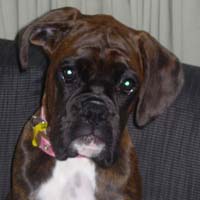 Boxer puppies - Ronin Wild Life.