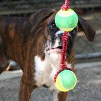 Boxer puppies - NZ & Aust Ch Ronin Sip of Scotch CGCB.